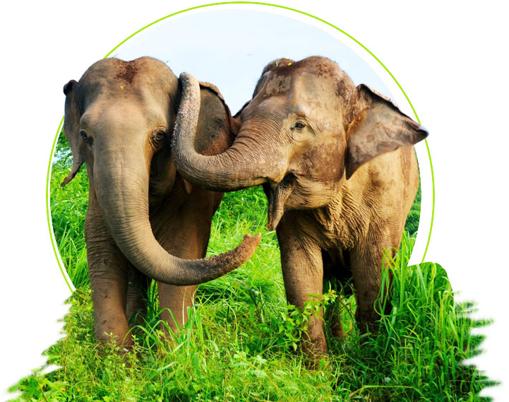 Periyar National Park